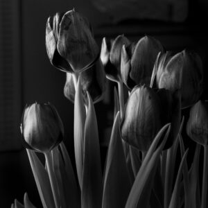 Tulips, black and white