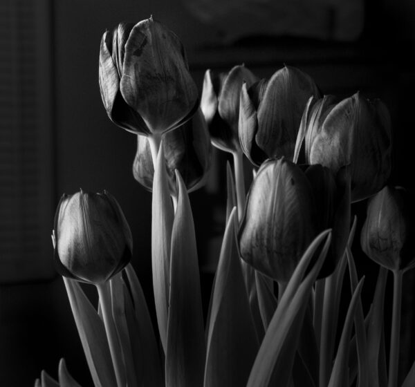 Tulips, black and white