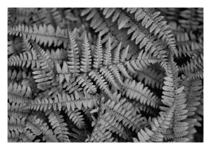 Tiny Print 01 Tiny Print 01 - Fern Leaves