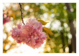 Tiny Print 02 Tiny Print 02 - Cherry Blossoms