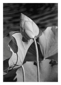 Tiny Print 03 Tiny Print 03 - Water Lilies
