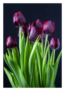 Tiny Print 05 Tiny Print 05 - Tulips